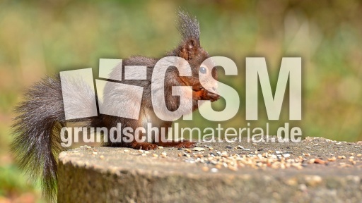 Eichhörnchen (13).jpg